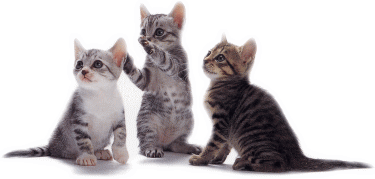 みゃ～みゃ～♪