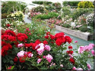 IMG_1696.jpg