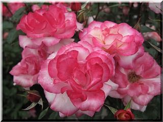IMG_1701.jpg