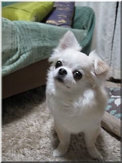 タム
