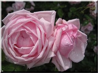 IMG_1720.jpg