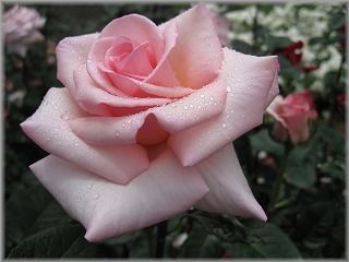 IMG_1722.jpg