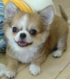 タム