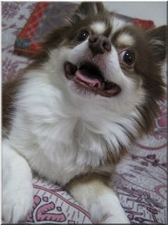 こた