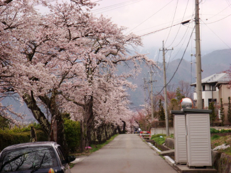 桜