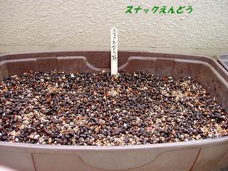 syukusyouPA290021-1.JPG