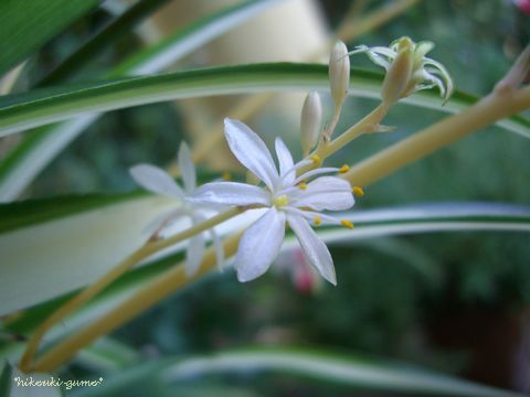 オリヅルラン　花