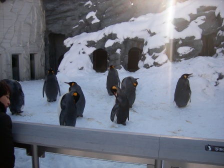 ペンギンの集団