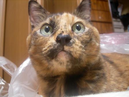 チェリーのアップ２