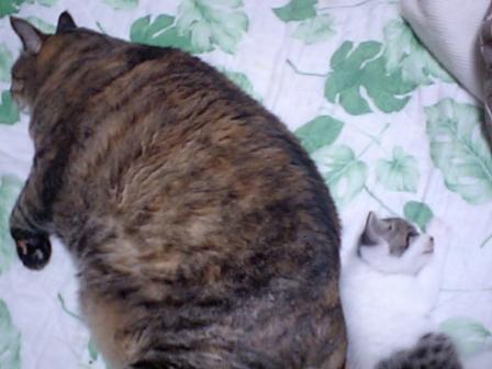 猫大好き！ 083.JPG