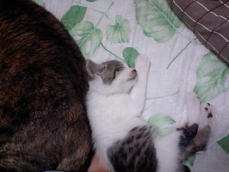 猫大好き！ 084.JPG