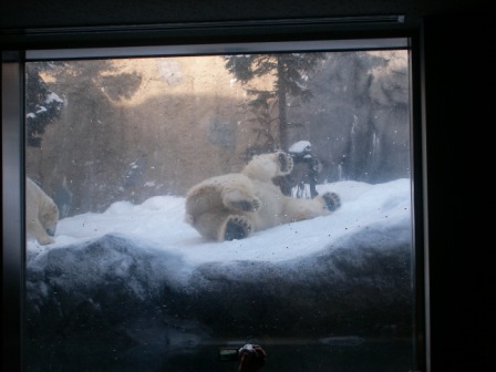 ほっきょくぐま