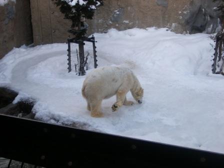 雪を食べてます