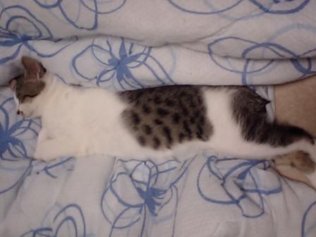 猫大好き！ 221.JPG