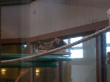 チンパンジー　寝てる