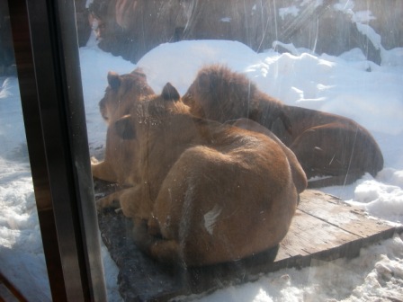 ライオンの親子