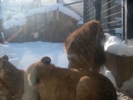 おとうさん毛繕い