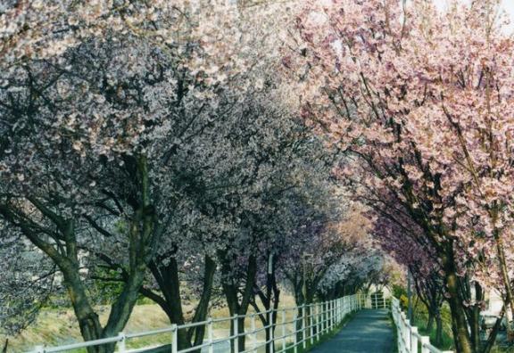 貢川の桜
