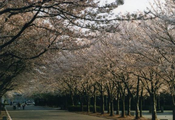 小瀬スポーツ公園の桜