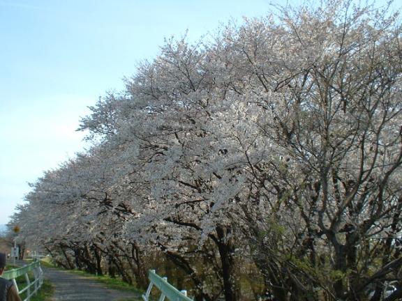 釜無川サイクリングロードの桜