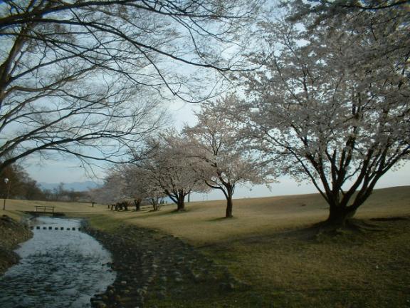 信玄堤公園の桜