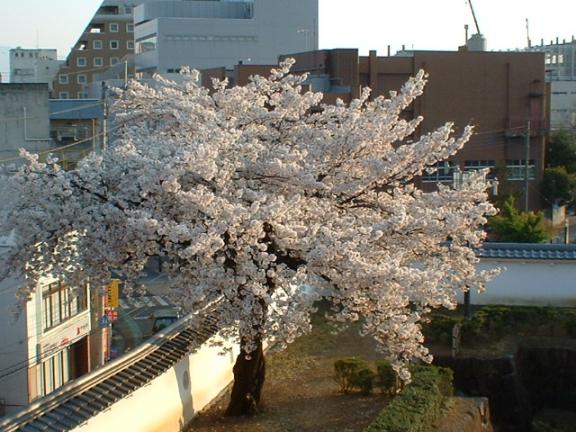 舞鶴城公園の桜