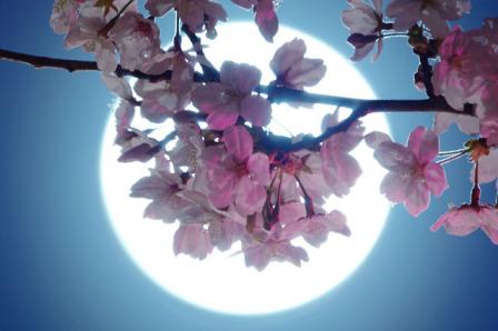桜＆満月