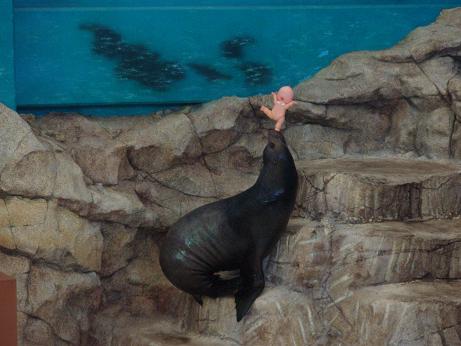 鳥羽水族館　ショータイム