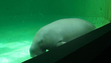 鳥羽水族館　セレナ