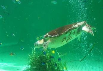 鳥羽水族館　セレナのトモダチ