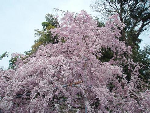 sakura