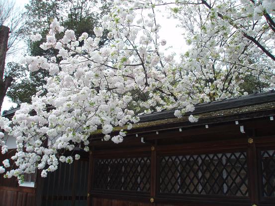 平野神社本殿