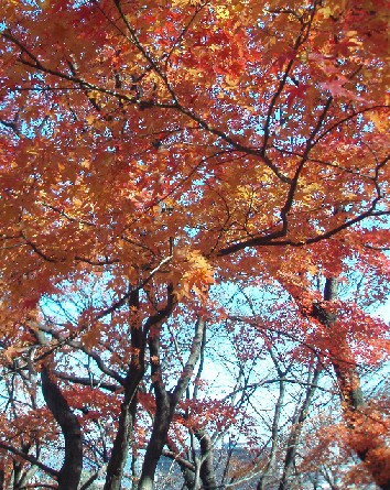三井寺の紅葉。こっそり琵琶湖を臨む。