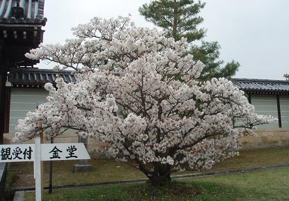 仁和寺桜　有明