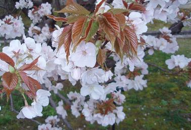 仁和寺桜　有明