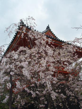 仁和寺桜　しだれ