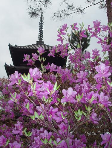 仁和寺やまツツジ