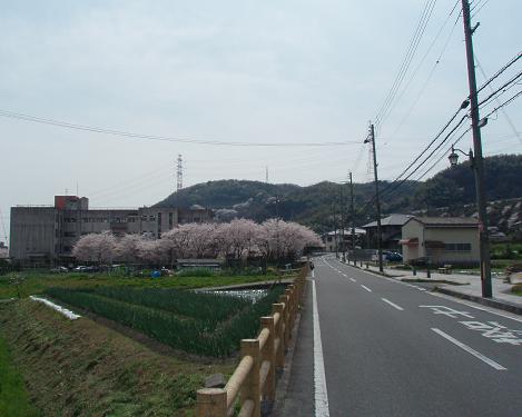 sakura