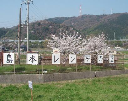 sakura