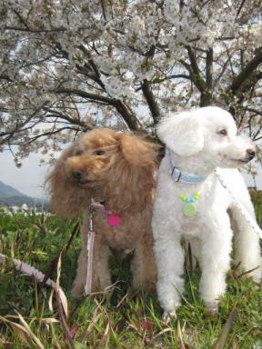 桜とこむぎとラッキー
