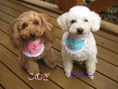 バンダナでおめかし~