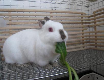 野菜がおいしい