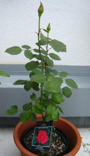 IMG_1691.JPG
