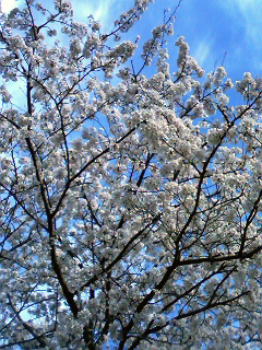 ツレがゆきこに見せてくれた桜と青空