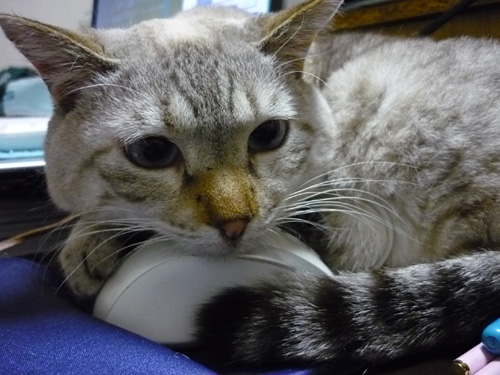 とくいげ。