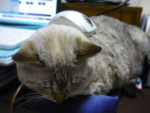 ネコパッド