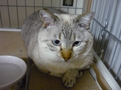 居座り