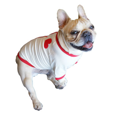 犬服Tシャツにお名前プリントが可能です