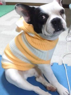 ニットを着たフレンチブルドックのすいか君