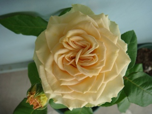 DSC00911.JPG